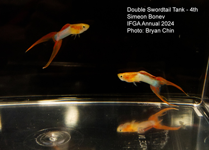 guppy double swordtail